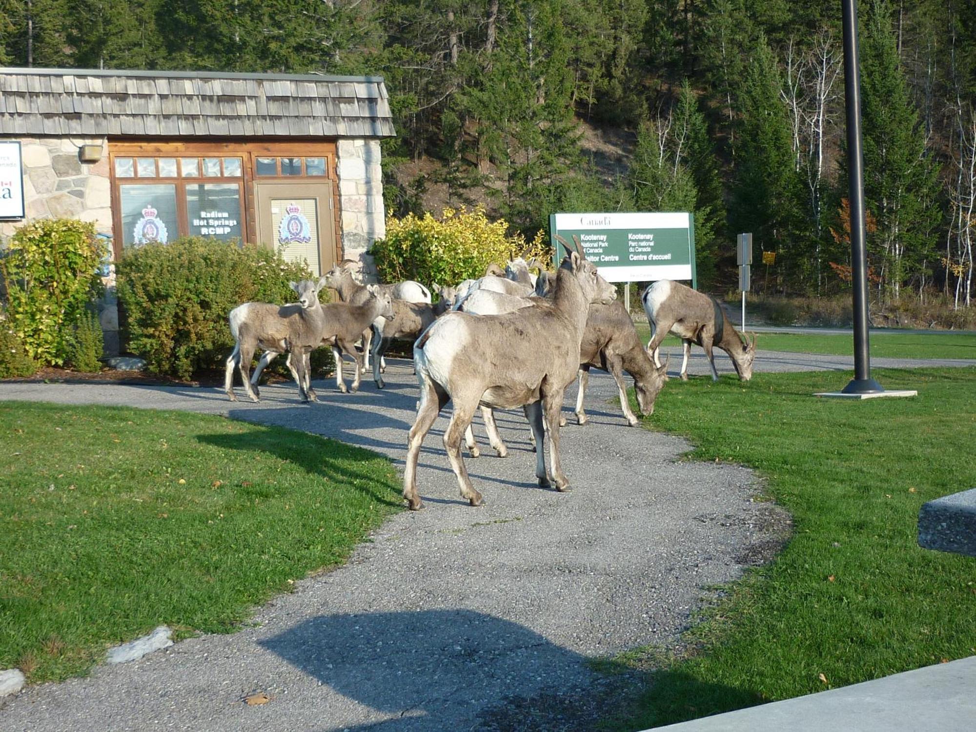 Motel Bavaria Radium Hot Springs Exteriör bild